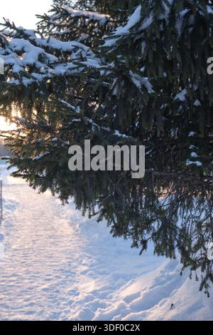 Branches d'épinette couvertes de neige sur fond de soleil couchant Banque D'Images