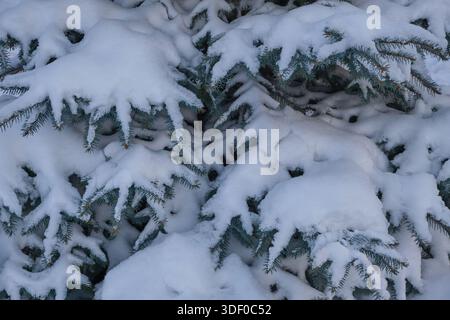 Branches de sapin couvertes de neige dans la forêt. Paysage hivernal Banque D'Images
