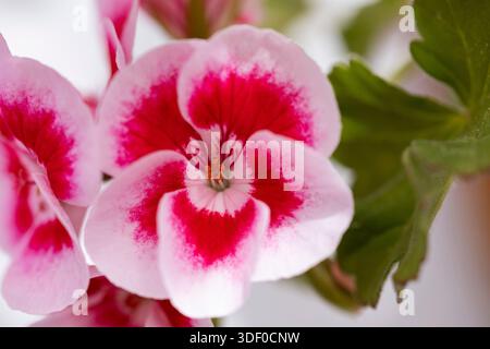 Fleur de géranium affichant des pétales roses et rouges vibrants dans une macro détaillée Banque D'Images