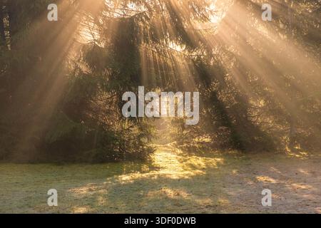 Lumière chaude du soleil coulant à travers les arbres de la forêt sur un sol givré. Rayons de soleil dans Forest Clearing Banque D'Images