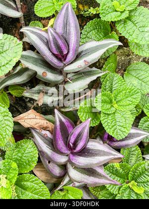 Gros plan des plantes de Tradescantia zebrina avec des feuilles rayées violettes et vertes entourées de feuillage vert texturé Banque D'Images