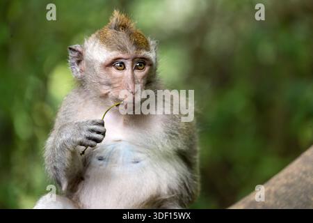 Macaque balinais à longue queue apparaissant Thoughttful dans la forêt des singes d'Ubud, Bali, Indonésie Banque D'Images