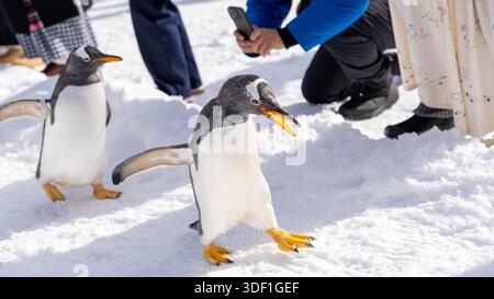 Les pingouins Gentoo marchent sur la neige pendant que les visiteurs les photographient au zoo d'Otaru à Hokkaido, au Japon, pendant l'hiver. Banque D'Images