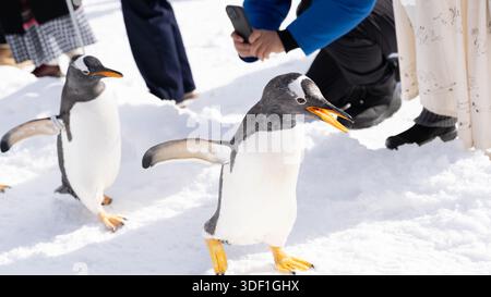 Les pingouins Gentoo marchent sur la neige pendant que les visiteurs les photographient au zoo d'Otaru à Hokkaido, au Japon, pendant l'hiver. Banque D'Images