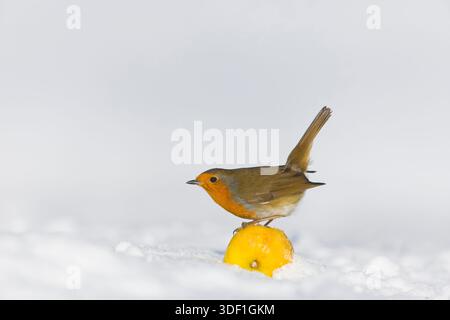 robin Erithacus rubecula, adulte perché sur pomme dans la neige, Suffolk, Angleterre, janvier Banque D'Images