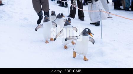 Les pingouins Gentoo marchent sur la neige pendant que les visiteurs les photographient au zoo d'Otaru à Hokkaido, au Japon, pendant l'hiver. Banque D'Images