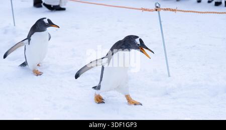 Les pingouins Gentoo marchent sur la neige pendant que les visiteurs les photographient au zoo d'Otaru à Hokkaido, au Japon, pendant l'hiver. Banque D'Images