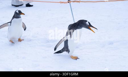 Les pingouins Gentoo marchent sur la neige pendant que les visiteurs les photographient au zoo d'Otaru à Hokkaido, au Japon, pendant l'hiver. Banque D'Images