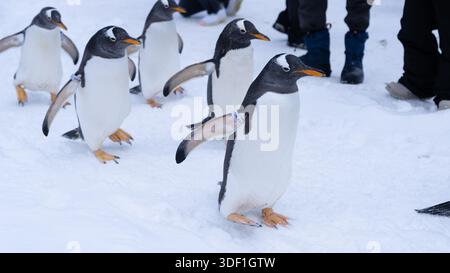 Les pingouins Gentoo marchent sur la neige pendant que les visiteurs les photographient au zoo d'Otaru à Hokkaido, au Japon, pendant l'hiver. Banque D'Images