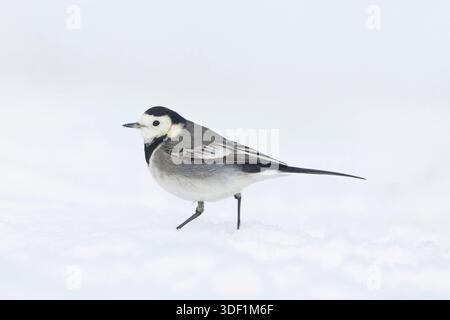 Pied wagtail Motacilla alba yarrellii, plumage hivernal adulte debout sur la neige, Suffolk, Angleterre, janvier Banque D'Images