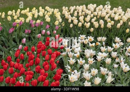 Fleurs de tulipes, parterre de fleurs rouges, blanches, crémeuses et roses fleurissant au printemps. Banque D'Images
