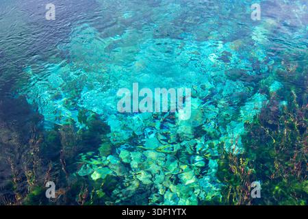 Vue aérienne d'une eau turquoise limpide révélant les récifs coralliens vibrants et la végétation sous-marine. La lumière du soleil crée des motifs chatoyants sur la surface, Banque D'Images