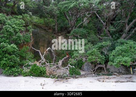 Une scène côtière verdoyante avec des arbres tordus et un feuillage dense, avec une plage de sable au premier plan. Le paysage naturel met en valeur la beauté Banque D'Images