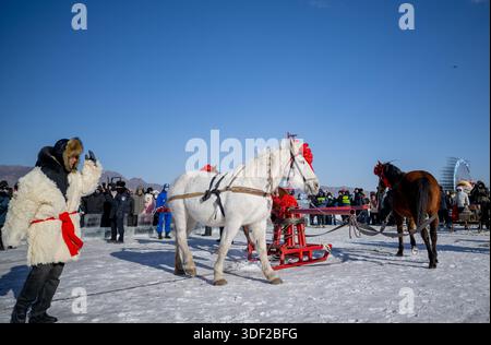Hohhot, région autonome de Mongolie intérieure de Chine. 10 janvier 2026. Les chevaux tirent un treuil pour le transport des filets lors du 4e festival de pêche hivernale du lac Hasuhai à Tumd Left Banner of Hohhot, région autonome de Mongolie intérieure du nord de la Chine, 10 janvier 2026. Le 4ème festival de pêche hivernale du lac Hasuhai a ouvert à Tumd Left Banner of Hohhot samedi. L'activité comprend des divertissements sur glace et neige, une expérience de source chaude, une cuisine délicieuse et des spectacles folkloriques, attirant de nombreux citoyens et touristes. Crédit : Lian Zhen/Xinhua/Alamy Live News Banque D'Images