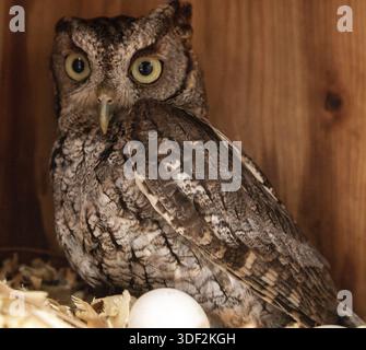 La femelle nichant le hibou de l'est Megascops asio avec des œufs dans une boîte de nidification à Bonita Springs, en Floride Banque D'Images