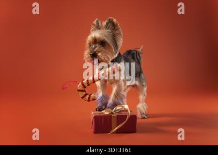 Portrait studio de Noël du Yorkshire Terrier en costume de vacances Banque D'Images