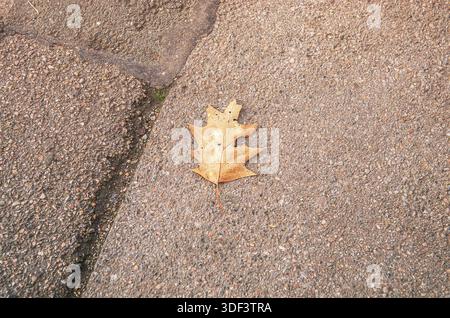 Une seule feuille de chêne séchée repose sur un trottoir en béton texturé en automne Banque D'Images