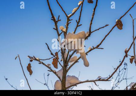 Vue rapprochée des branches de cerisier recouvertes de neige avec des bourgeons contre un ciel bleu clair en hiver. Suède. Banque D'Images