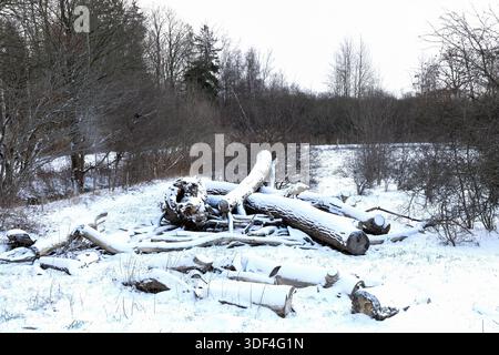 Site d'exploitation forestière hivernale avec des arbres coupés dans la neige. Banque D'Images