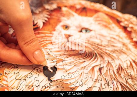Gros plan d'une personne finissant un puzzle en bois d'un chat blanc angora turc avec des yeux bleus et bruns décalés. Banque D'Images