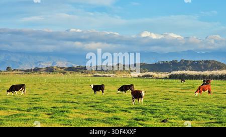 Certains bovins Hereford paissent sur des pâturages verdoyants en Nouvelle-Zélande. Banque D'Images