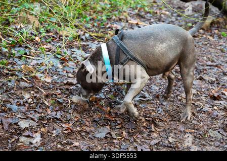 Un Bull Terrier gris du Staffordshire sniffe le sol sur un chemin forestier, explorant ses environs. Banque D'Images