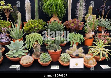 Exposition médaillée d'or de succulentes et de cactus rares et inhabituels exposés au RHS Hampton court Palace Garden Festival England UK cactus succulent Banque D'Images