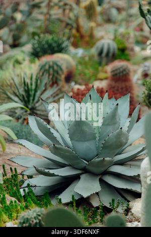 groupe de succulentes et de cactus sont disposés dans un cadre de jardin. Les plantes affichent différentes formes et tailles sous la lumière du jour, montrant une variété Banque D'Images