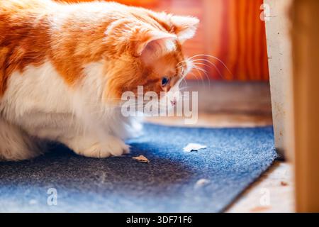 Odin Newman se penchant pour renifler ou regarder quelque chose sur un tapis bleu, montrant une perspective différente de son manteau orange moelleux et de sa nature curieuse Banque D'Images