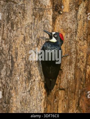 Pecker femelle de Gland (Melanerpes formicivorus) accroché à un tronc d'arbre mort. Banque D'Images