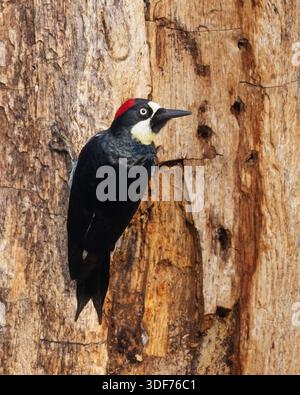 Pecker (Melanerpes formicivorus) femelle accroché à un tronc d'arbre mort Banque D'Images