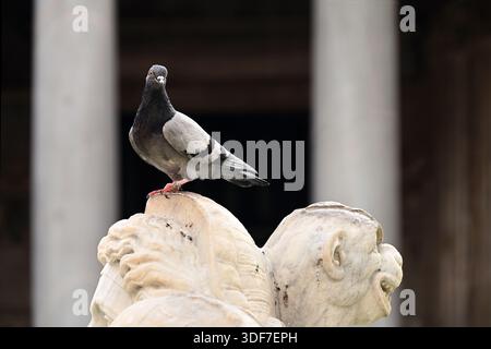 Pigeon gris perché sur une tête de statue blanche, sur la fontaine Piazza della Rotonda, avec des colonnes du Panthéon de Rome en arrière-plan Banque D'Images