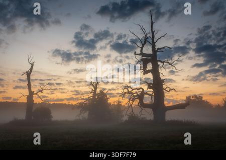 Les silhouettes de trois monumentaux chênes Rogalin morts s'élèvent d'une prairie brumeuse au lever du soleil coloré, avec des nuages superposés remplissant le ciel Banque D'Images