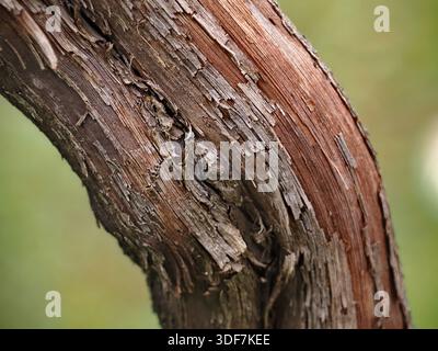 Gros plan d'une branche d'arbre courbée ou d'une vigne avec une écorce rugueuse et pelée dans différentes nuances de brun. L'arrière-plan est légèrement flou avec des tons verts. Banque D'Images