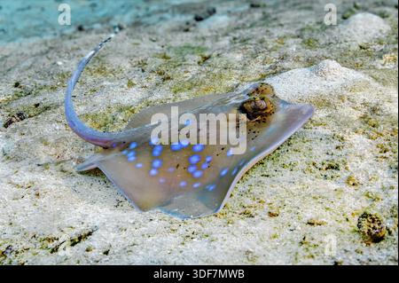 Photo sous-marine gros plan du raie de Kuhl (Neotrygon kuhlii) raie grise raie grise à taches bleues, mer d'Andaman, Océan Indien, Thaïlande Banque D'Images