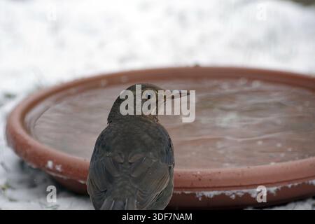 Blackbird (Turdus merula), femelle, eau, hiver, portrait, un bol d'eau est important pour les oiseaux chanteurs même lorsqu'il neige Banque D'Images