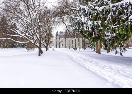 Vue panoramique d'un parc forestier d'hiver après un blizzard avec de la neige épaisse sur le sol et des branches, capturant la beauté silencieuse de l'hiver glacial Banque D'Images