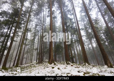 Picea abies, forêt d'épinettes dans le brouillard regardant vers le haut dans la cime des arbres, hiver, Mondseeland, Salzkammergut, haute-Autriche, Autriche Banque D'Images