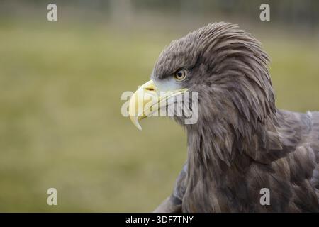 Aigle à queue blanche Haliaeetus albicilla, femelle. Banque D'Images