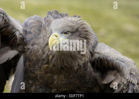 Aigle à queue blanche Haliaeetus albicilla, femelle. Banque D'Images
