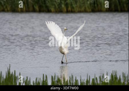 Grande aigrette Ardea alba, montrant à un oiseau qui approche. Banque D'Images