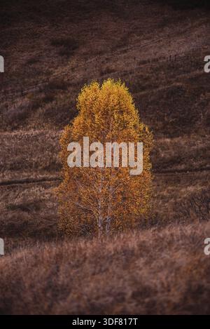 Bouleau avec feuilles d'automne jaunes sur la colline Banque D'Images