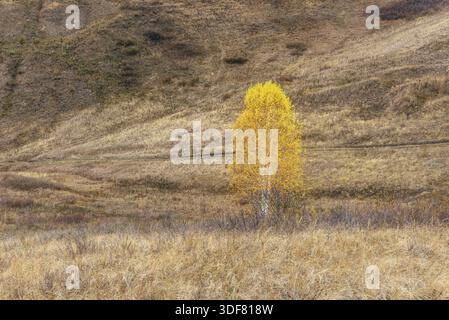 Seul le bouleau jaune arbre sur la colline Banque D'Images