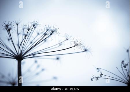 Résumé Contexte La nature de fantaisie avec des fleurs sauvages silhouettes Banque D'Images