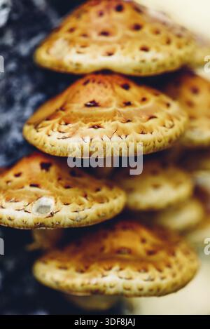 Pholiota aurivella champignons sur un bouleau dans la forêt d'automne Banque D'Images