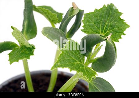 Plants de concombre dans un pot en plastique sur fond blanc, gros plan de jeunes plants de concombre, concept de culture de légumes à la maison Banque D'Images