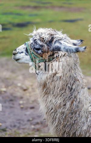 Profil rapproché d'un alpaga tacheté blanc et gris avec de la laine mouillée debout dans un champ de ferme rurale par temps pluvieux. Banque D'Images
