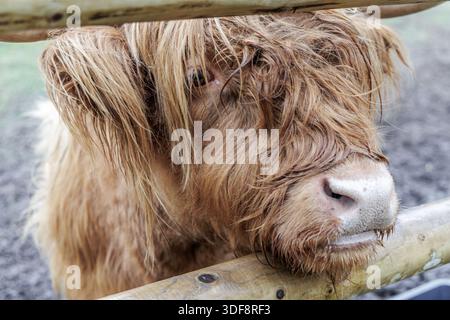 Portrait détaillé d'un bétail à fourrure des Highlands regardant à travers une clôture en bois sur une ferme. Concept d'élevage, d'agriculture biologique et d'élevage. Banque D'Images