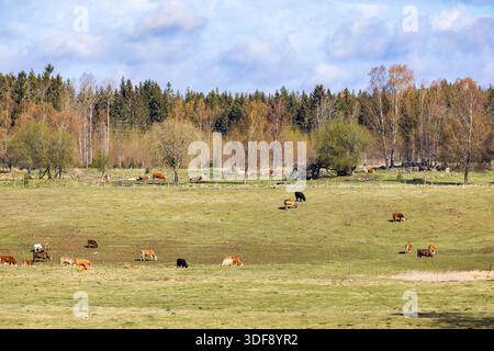 Pâturage de bochards sur une prairie dans la campagne au printemps Banque D'Images