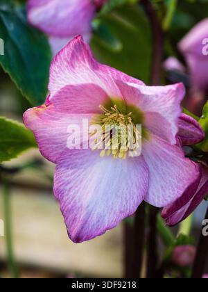 Fleur rose unique de l'hiver au début du printemps floraison pérenne Carême Rose, Helleborus x orientalis 'Walburton's Rosemary' Banque D'Images